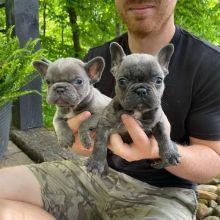 CKC french bulldog puppies Image eClassifieds4u 2