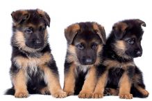 Gorgeous German Shepherd Puppies Image eClassifieds4u 1