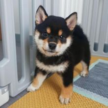Lovely Shiba Inu Puppies available Image eClassifieds4u 2