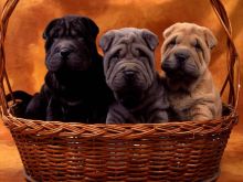 Shar Pei Pups Image eClassifieds4U
