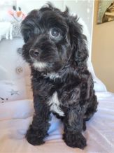 CAVAPOO PUPPIES AVAILABLE
