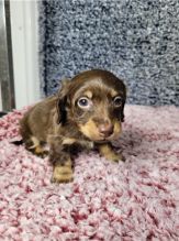 DACHSHUND PUPPIES AVAILABLE FOR ADOPTION