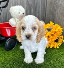 ER SPANIEL PUPPIES AVAILABLE FOR FREE ADOPTION