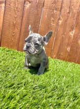 male and female French Bulldog puppies