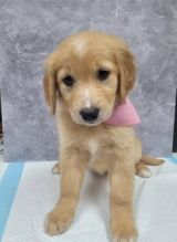 male and female Golden Retriever puppies
