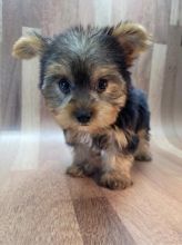 Male and Female Yorkshire Terrier Puppies For Adoption