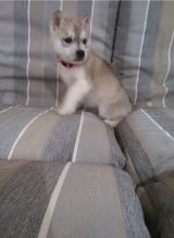 Siberian Husky Puppies Available