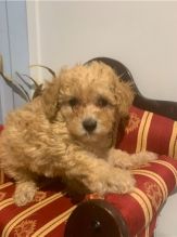 Toy Poodle Puppies ready for new families