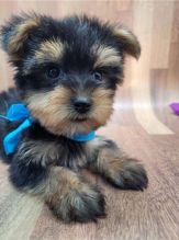 Yorkshire Terrier Puppies For Adoption