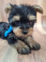 YORKSHIRE TERRIER PUPPIES READY FOR THEIR NEW HOME