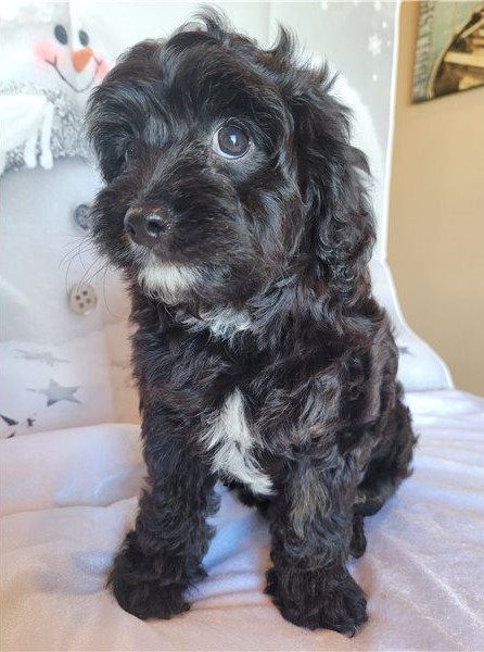CAVAPOO PUPPIES AVAILABLE Image eClassifieds4u
