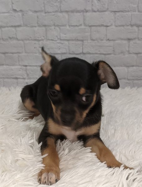 Chihuahua Puppies For Adoption Image eClassifieds4u