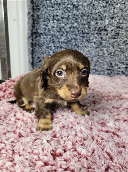 DACHSHUND PUPPIES AVAILABLE FOR ADOPTION Image eClassifieds4u