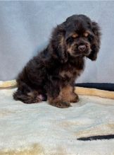 ER SPANIEL PUPPIES AVAILABLE Image eClassifieds4u 1