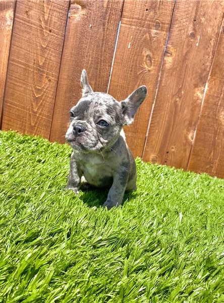 male and female French Bulldog puppies Image eClassifieds4u
