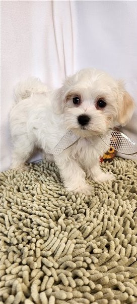 Maltese puppies ready Image eClassifieds4u