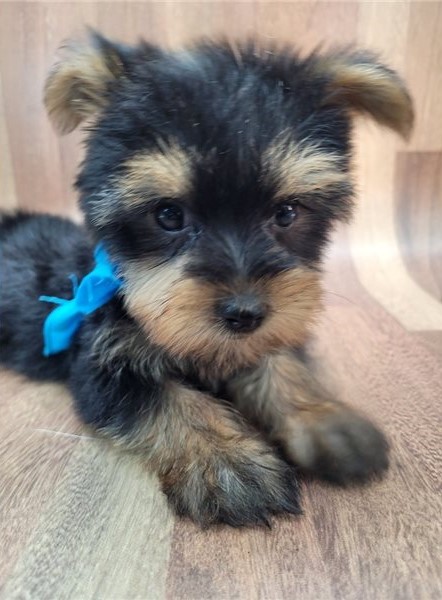 YORKSHIRE TERRIER PUPPIES READY FOR THEIR NEW HOME Image eClassifieds4u