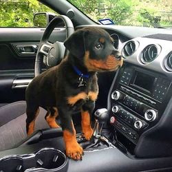 Adorable 1male and 2females Rottweiler Puppies Image eClassifieds4u