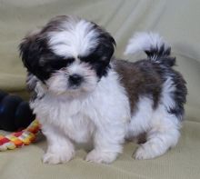 Affectionate shih tzu puppies, Image eClassifieds4u