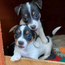 Cute Jack Russell Puppies For Sale! Email cheyannefennell292@gmail.com or text (626)-655-3479