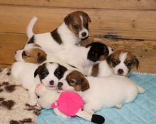 Jack Russell Pups Ready For Adoption! Email cheyannefennell292@gmail.com or text (626)-655-3479
