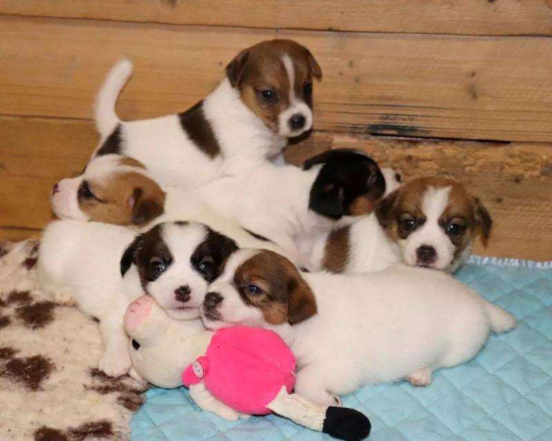 Jack Russel Puppies Ready For Adoption!! Email cheyannefennell292@gmail.com or text (626)-655-3479 Image eClassifieds4u