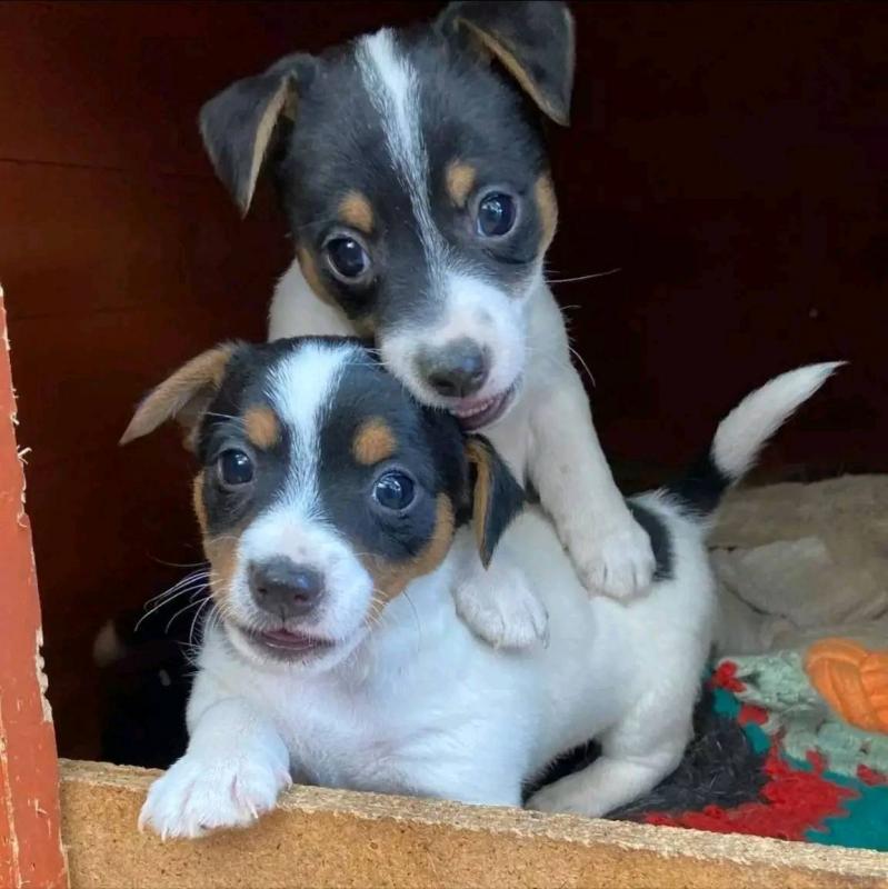 Jack Russell Puppies Ready For Adoption!! Email cheyannefennell292@gmail.com or text (626)-655-3479 Image eClassifieds4u
