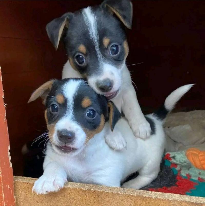 Jack Russell Puppies Ready For Adoption!! Email petsfarm21@gmail.com Image eClassifieds4u
