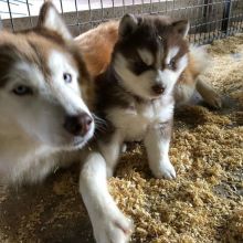 Newfoundland puppies for adoption (clintongreen269@gmail.com) Image eClassifieds4u 3