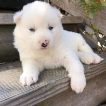 Newfoundland puppies for adoption (clintongreen269@gmail.com) Image eClassifieds4u 4
