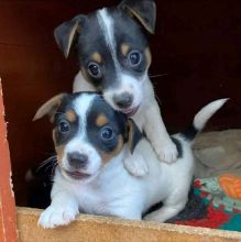 Jack Russell Puppies ready For Sale! Email petsfarm21@gmail.com Image eClassifieds4u 2
