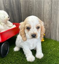 er Spaniel Puppies Available