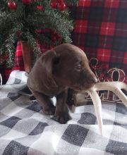 Labrador Retriever Puppies