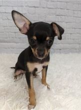 lovely toy Chihuahua puppies for adoption