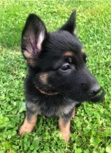 MALE AND FEMALE GERMAN SHEPHERD PUPPIES AVAILABLE