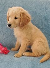 male and female Golden Retriever