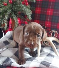 MALE AND FEMALE LABRADOR RETRIEVER PUPPIES AVAILABLE