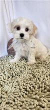 MALE AND FEMALE MALTESE PUPPIES AVAILABLE