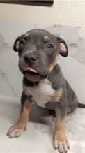 Pitbull puppies for adoption