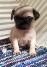 Pug puppies available