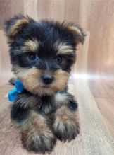 Yorkshire Terrier puppies for adoption