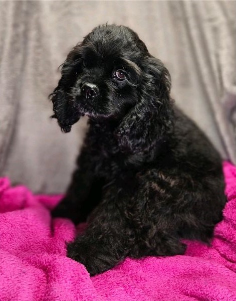 Amazing er Spaniel puppies for adoption Image eClassifieds4u