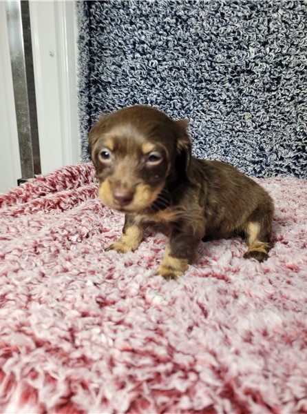Dachshund puppies for adoption Image eClassifieds4u
