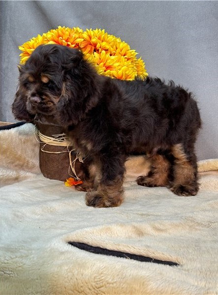 er Spaniel Image eClassifieds4u