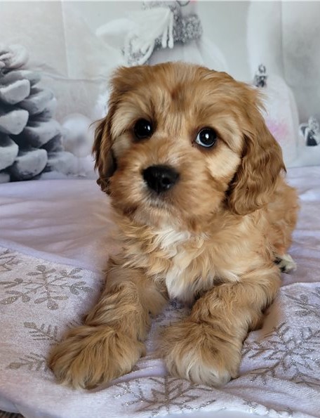 Fine looking Cavapoo for free adoption. Image eClassifieds4u