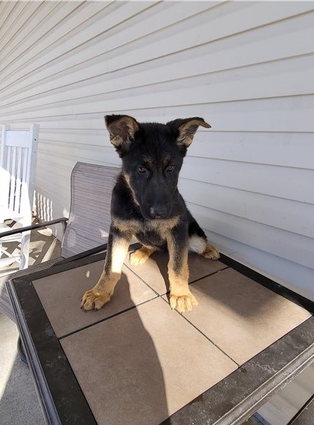 German Shepherd puppies for adoption Image eClassifieds4u