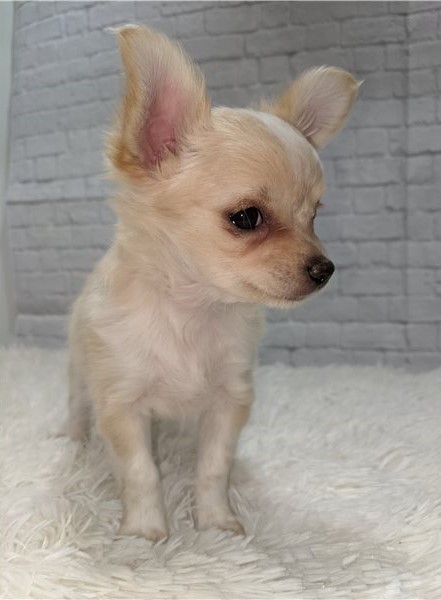 Gorgeous Chihuahua Puppies Image eClassifieds4u