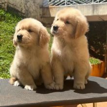 Golden retriever puppies for adoption (ckingsley486@gmail.com) Image eClassifieds4u 3
