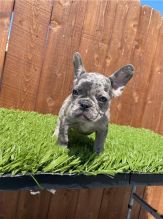 French Bulldog puppies Image eClassifieds4U