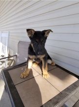 German Shepherd puppies for adoption Image eClassifieds4U
